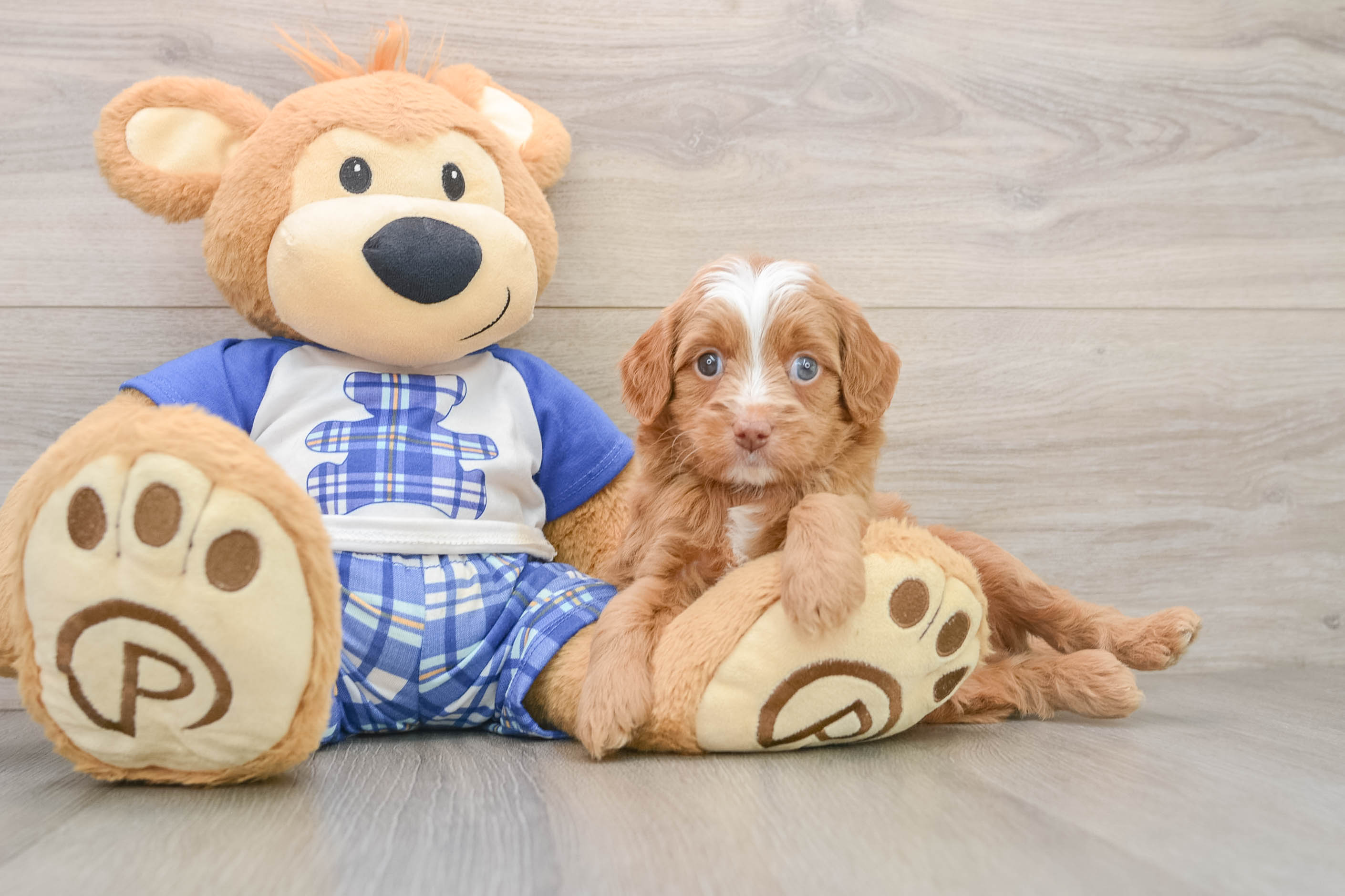 Adorable Mini Berniedoodle Poodle Mix Puppy