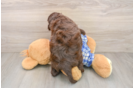 Mini Bernedoodle Puppy for Adoption