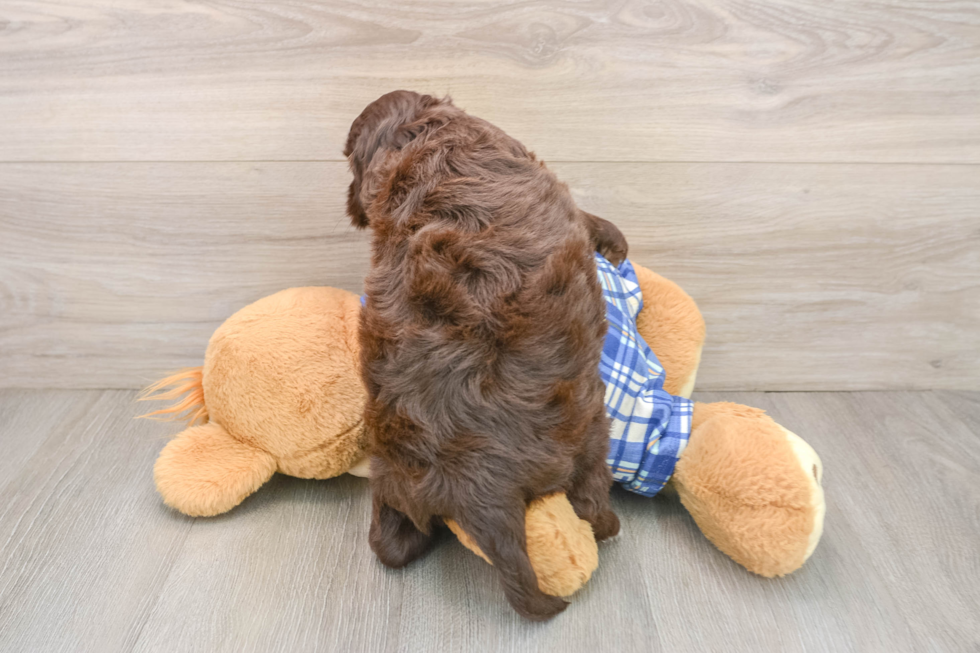 Mini Bernedoodle Puppy for Adoption