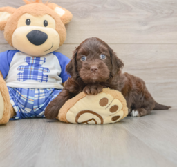 8 week old Mini Bernedoodle Puppy For Sale - Premier Pups