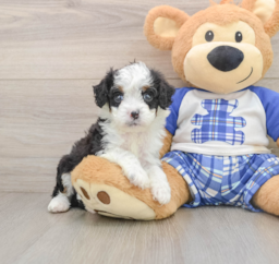 7 week old Mini Bernedoodle Puppy For Sale - Premier Pups