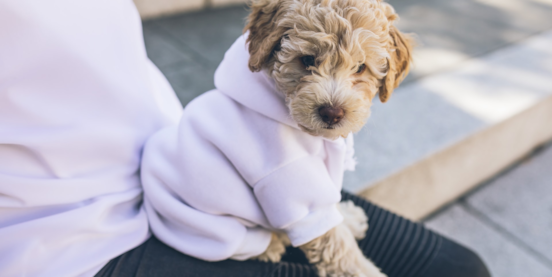 New York's Posh Dog of The Year