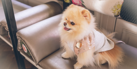 Top 5 Important Pack Leadership Techniques For Pomeranian Training