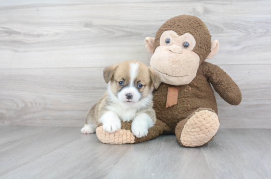Happy Corgi Purebred Puppy