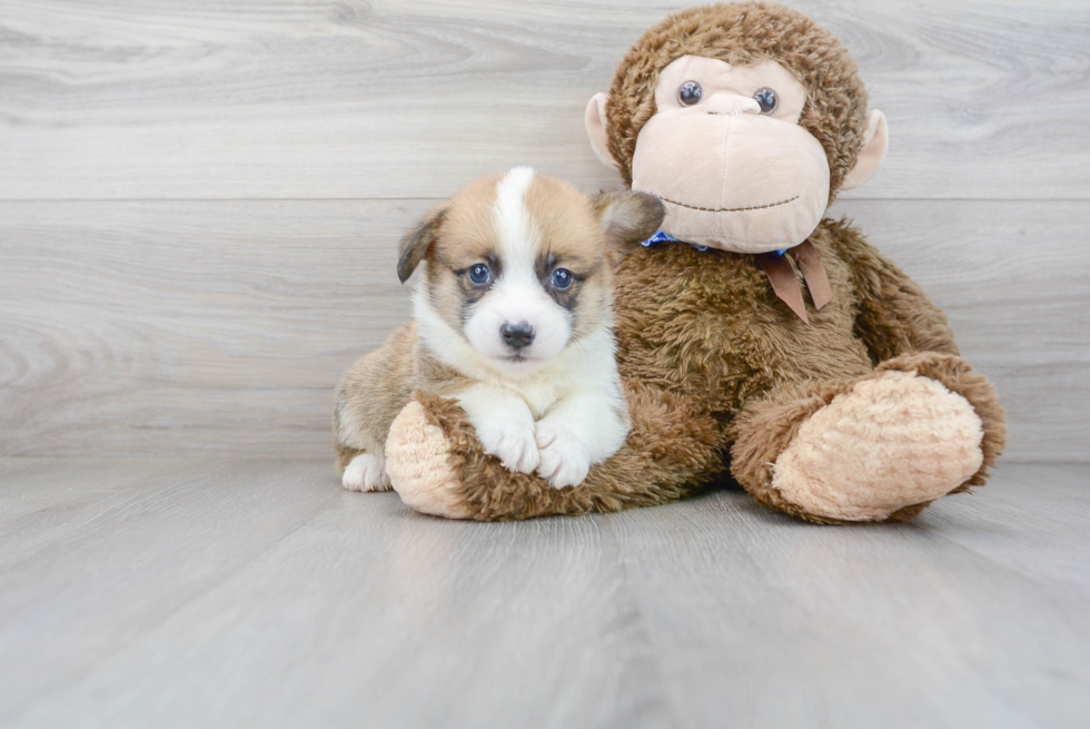 Akc Registered Pembroke Welsh Corgi Baby