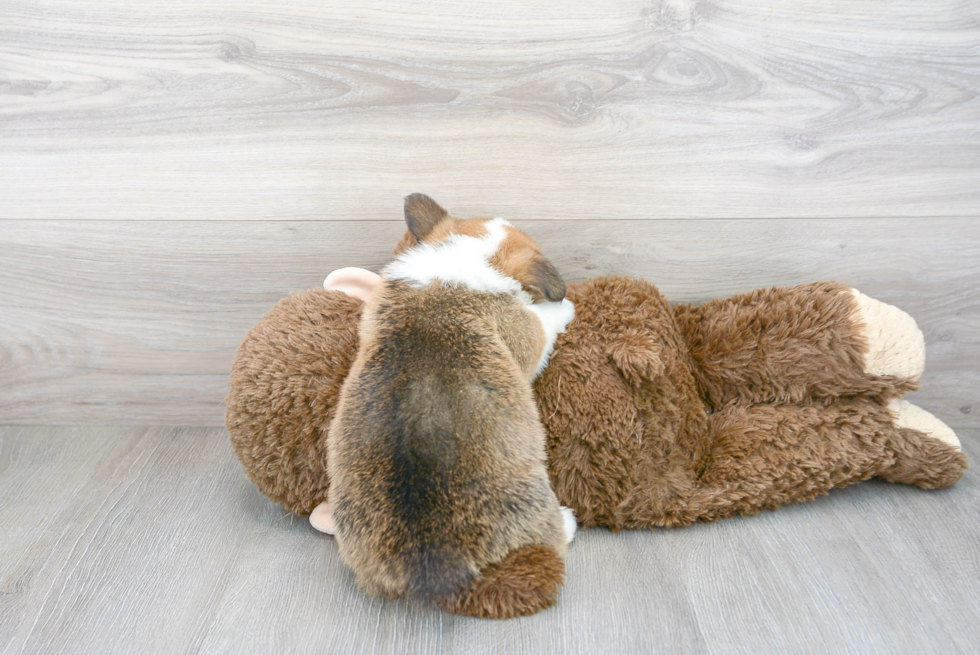 Pembroke Welsh Corgi Puppy for Adoption