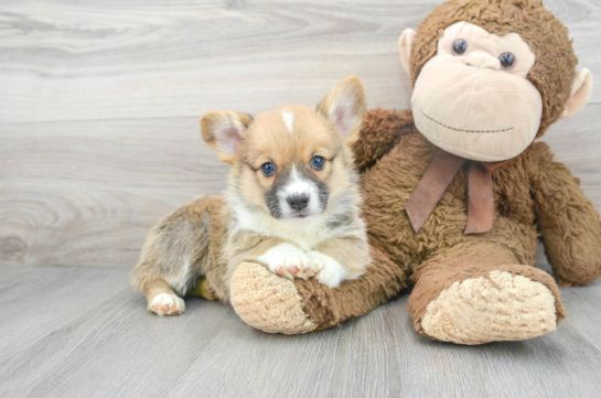 Pembroke Welsh Corgi Puppy for Adoption