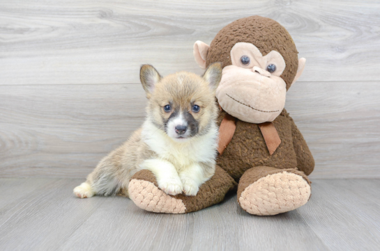 Best Pembroke Welsh Corgi Baby