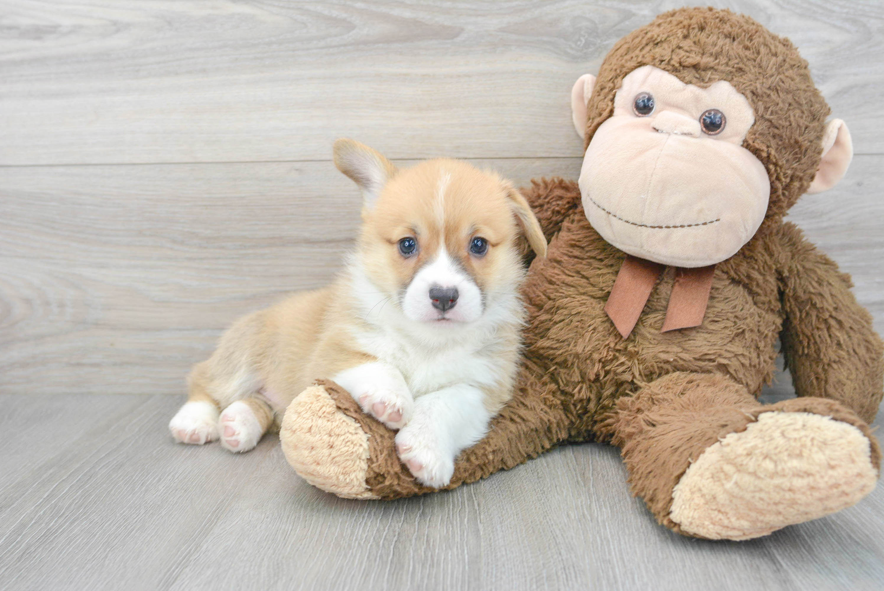 Best Pembroke Welsh Corgi Baby