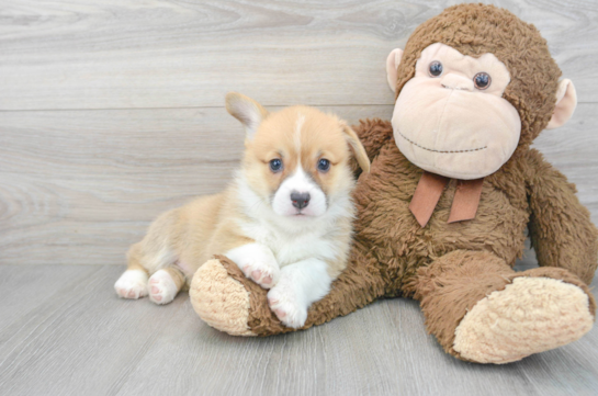 Best Pembroke Welsh Corgi Baby