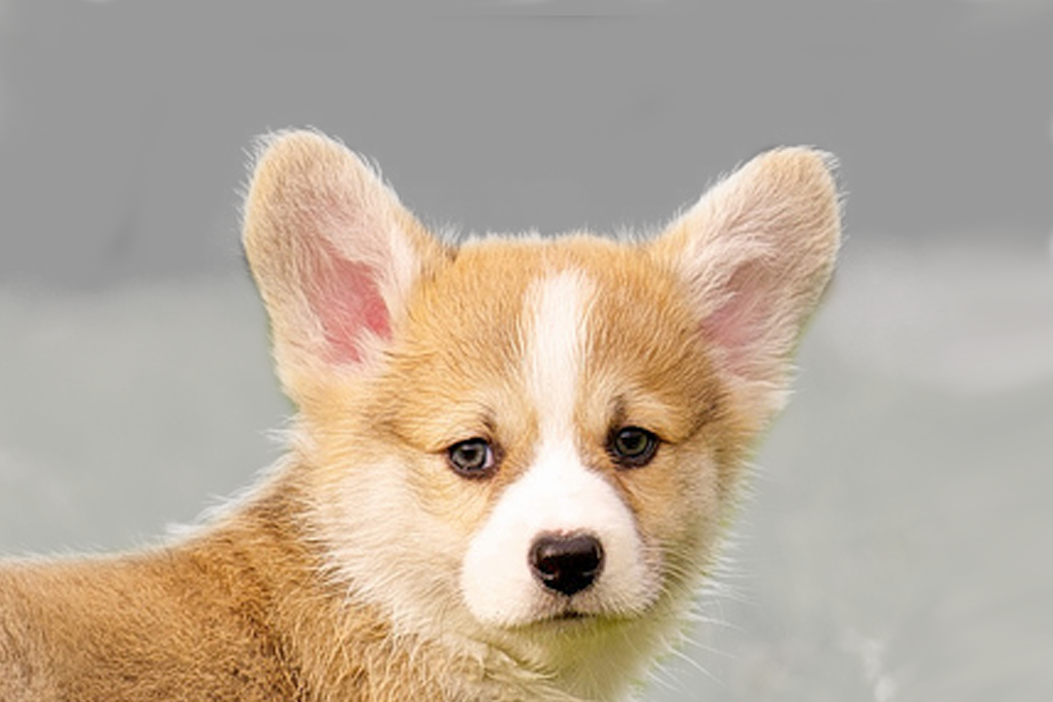 Pembroke Welsh Corgi Puppies For Sale - Premier Pups
