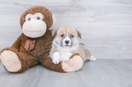 Energetic Corgi Purebred Puppy