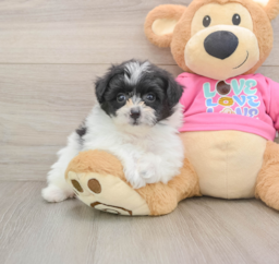 8 week old Pomachon Puppy For Sale - Premier Pups