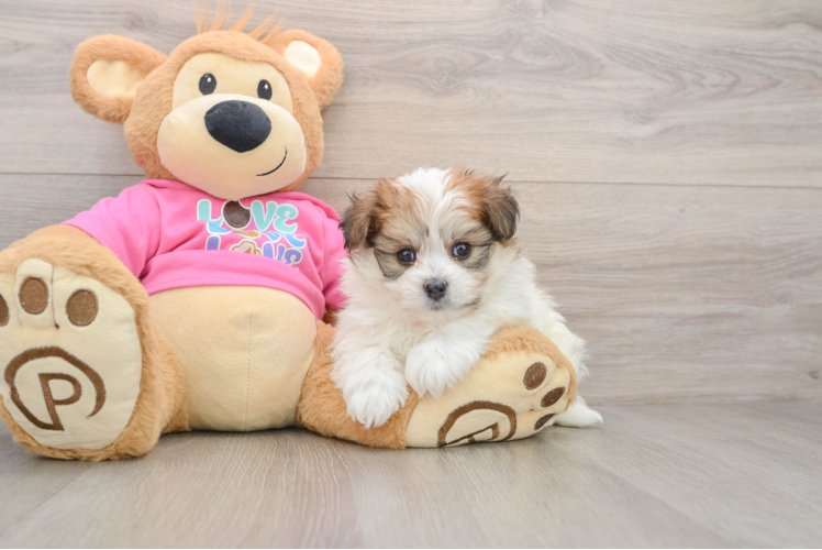 Pomachon Puppy for Adoption