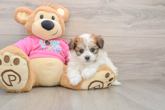 Pomachon Puppy for Adoption