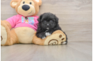 Fluffy Pomachon Designer Pup