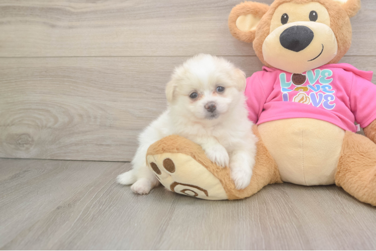 Happy Pomachon Baby