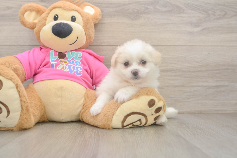 Adorable Pom Frise Designer Puppy