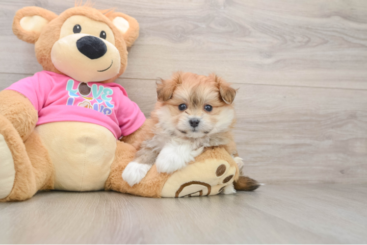 Playful Pom Frise Designer Puppy