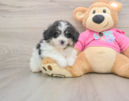 6 week old Pomachon Puppy For Sale - Premier Pups