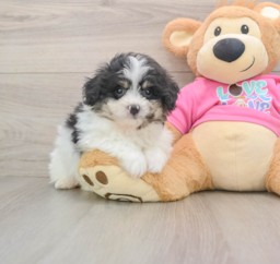 7 week old Pomachon Puppy For Sale - Premier Pups