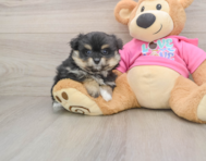 6 week old Pomachon Puppy For Sale - Premier Pups