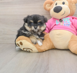 7 week old Pomachon Puppy For Sale - Premier Pups