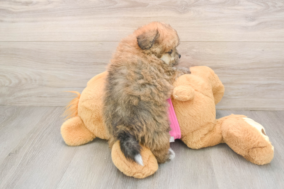 Happy Pomachon Baby