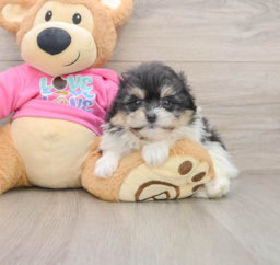 7 week old Pomachon Puppy For Sale - Premier Pups