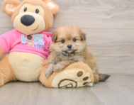 6 week old Pomachon Puppy For Sale - Premier Pups