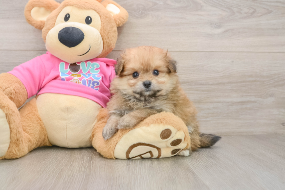 Pomachon Puppy for Adoption