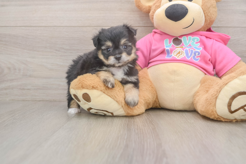 Pomachon Puppy for Adoption