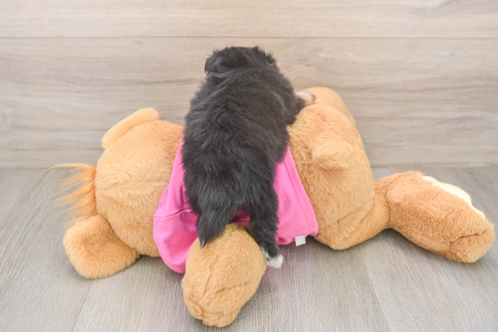 Fluffy Pomachon Designer Pup