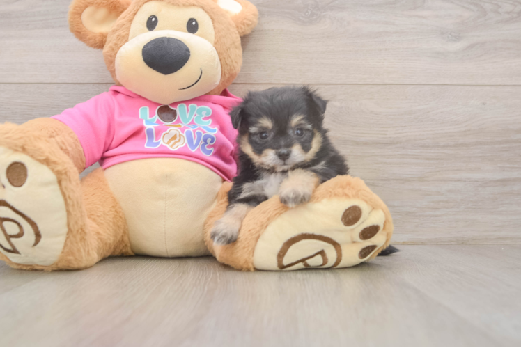 Popular Pomachon Designer Pup