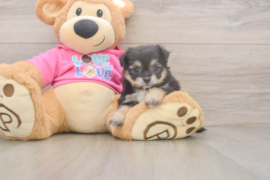 Popular Pomachon Designer Pup