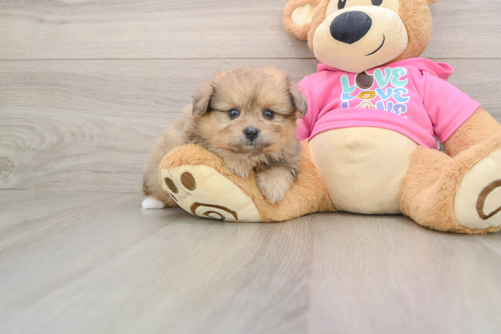 Pomachon Pup Being Cute