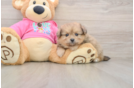 Cute Pomachon Baby