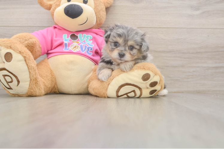 Pomachon Puppy for Adoption