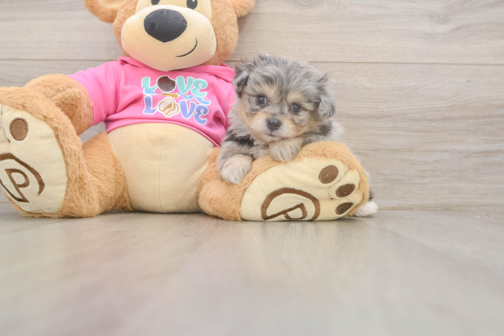 Pomachon Puppy for Adoption