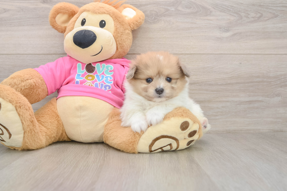 Popular Pomachon Designer Pup