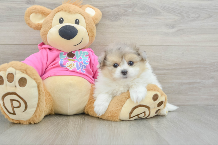 Little Pom Frise Designer Puppy
