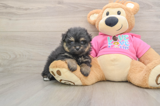 Pomachon Puppy for Adoption