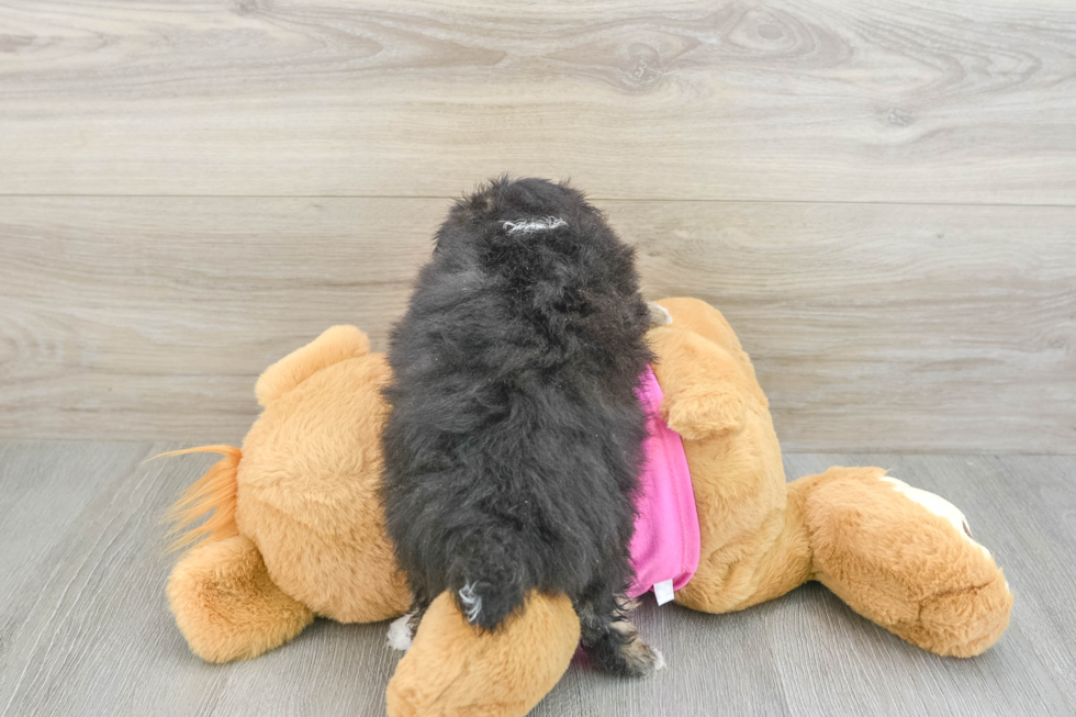 Adorable Pom Frise Designer Puppy