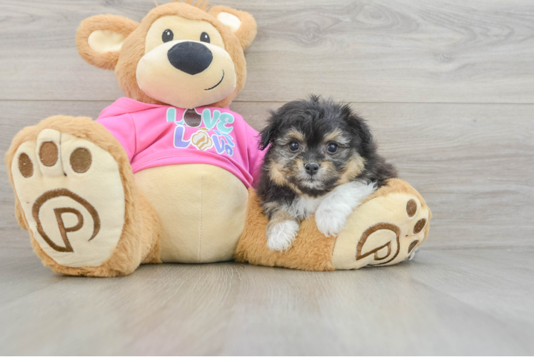 Pomachon Pup Being Cute