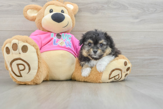 Pomachon Pup Being Cute