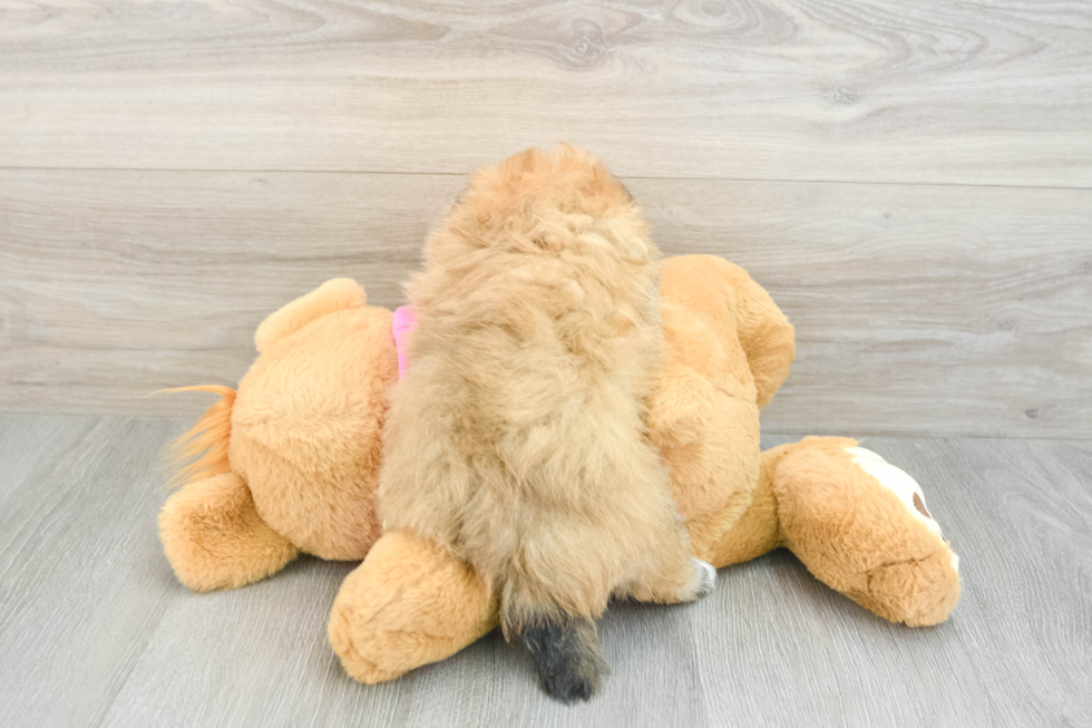 Adorable Pom Frise Designer Puppy