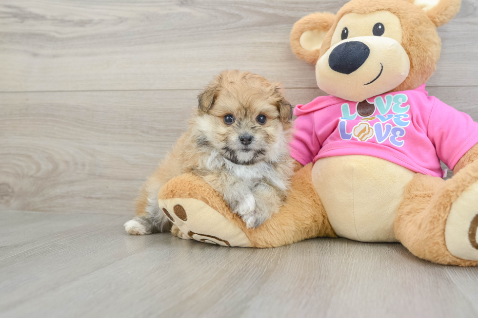 Playful Pom Frise Designer Puppy