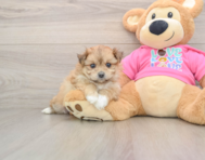 8 week old Pomachon Puppy For Sale - Premier Pups