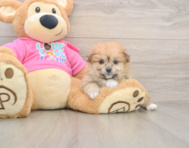 8 week old Pomachon Puppy For Sale - Premier Pups