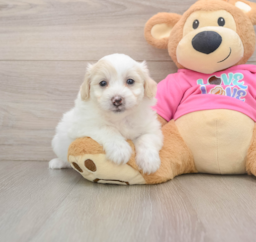 6 week old Pomachon Puppy For Sale - Premier Pups